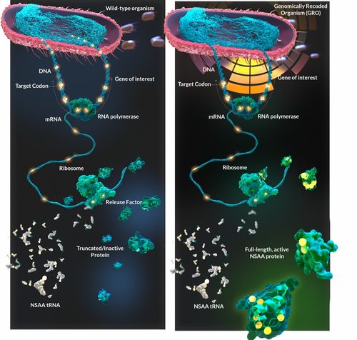 喬治·丘奇實(shí)驗(yàn)室再啟新篇章 獲拜耳投資，以非天然氨基酸與工程化大腸桿菌重塑蛋白質(zhì)藥物研發(fā)未來(lái)